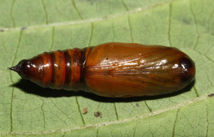 Fig.21. Pupa de <i>Bryoptera subbrunnea</i>. Voucher : 18-SRNP-31401-DHJ746364.jpg.