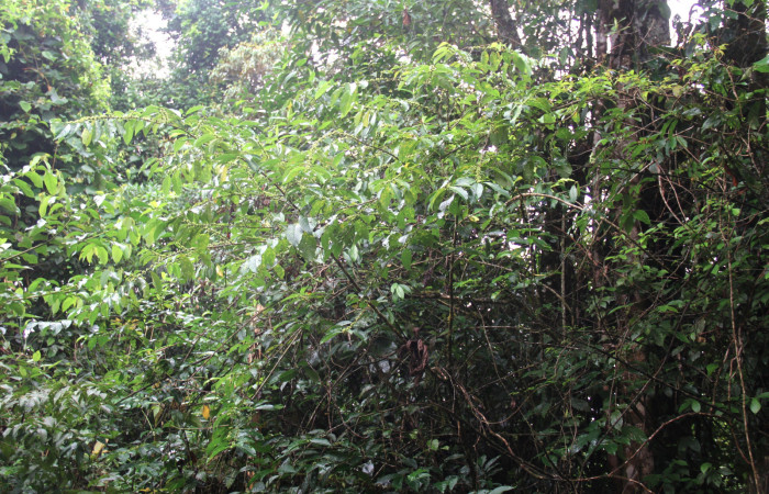 Fig.22. Planta hospedera de larva <i>Bryoptera subbrunnea</i>, <i>Colubrina spinosa</i> (Rhamnaceae). 
