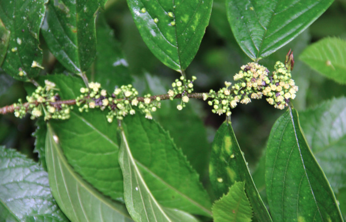 Fig.23. Mostrando floración de <i>Colubrina spinosa</i>. Planta hospedera de larva <i>Bryoptera subbrunnea</i>.