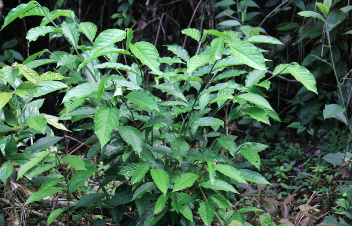 Fig.24. Mostrando brotes de <i>Colubrina spinosa</i> (Rhamnaceae). Planta hospedera de <i>Bryoptera subbrunnea</i>.