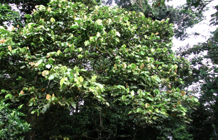 Fig 25. Mostrando copa de árbol de <i>Inga oerstediana</i>, planta hospedera de <i>Bryoptera subbrunnea</i>.