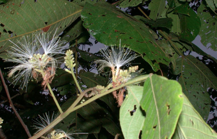 Fig 26. Mostrando flores de <i>Inga oerstediana</i> planta hospedera de <i>Bryoptera subbrunnea</i>.