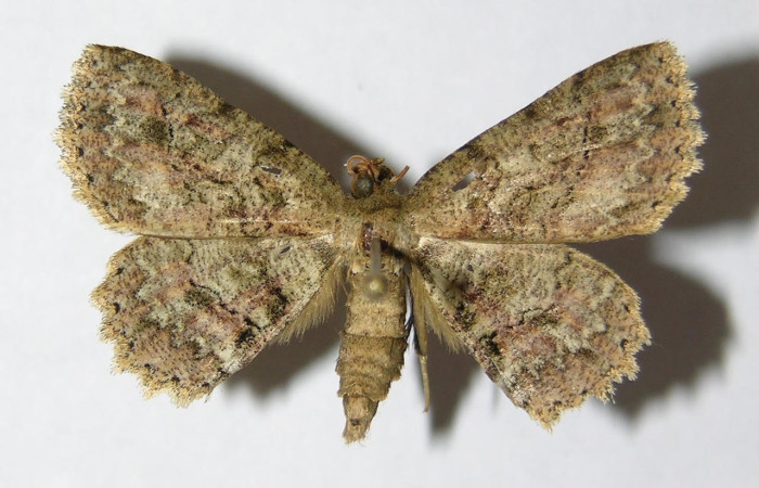 Fig.3. Hembra de <i>Bryoptera subbrunnea</i> en posición dorsal. Voucher : 05-SRNP-6460-DHJ330394.jpg.