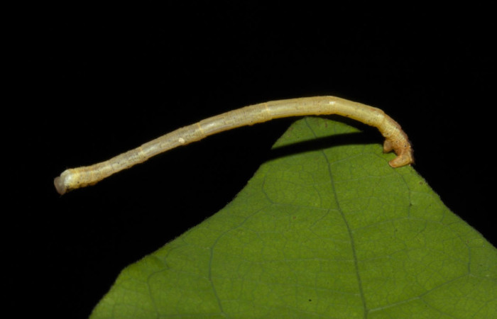 Fig.5. Larva de <i>Bryoptera subbrunnea</i>. Voucher : 19-SRNP-30203-DHJ748971.jpg.