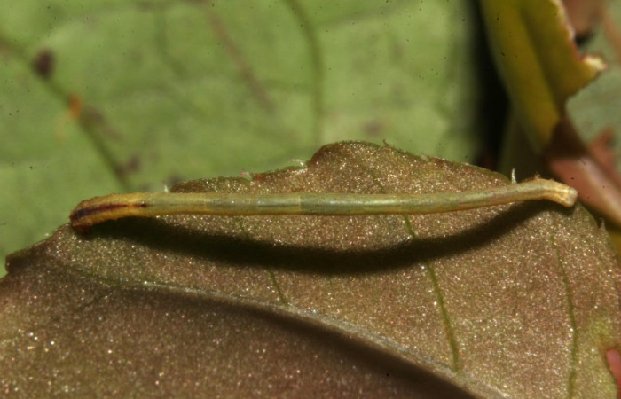 Fig.6. Larva de <i>Bryoptera subbrunnea</i>. Voucher : 18-SRNP-31303-DHJ745636.jpg.