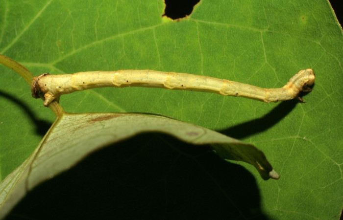 Fig.7. Larva de <i>Bryoptera subbrunnea</i>. Voucher : 05-SRNP-41995-DHJ407358.jpg. 