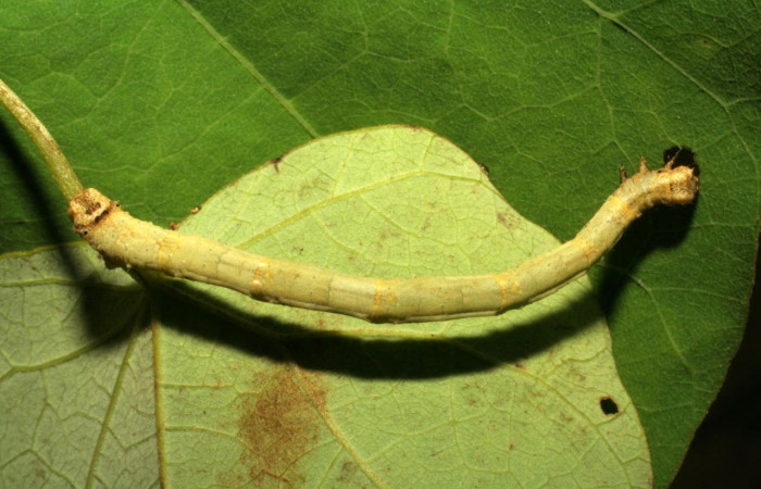 Fig.8. Mostrando cabeza frontal de <i>Bryoptera subbrunnea</i>. Voucher : 05-SRNP-41995-DHJ407359.jpg.