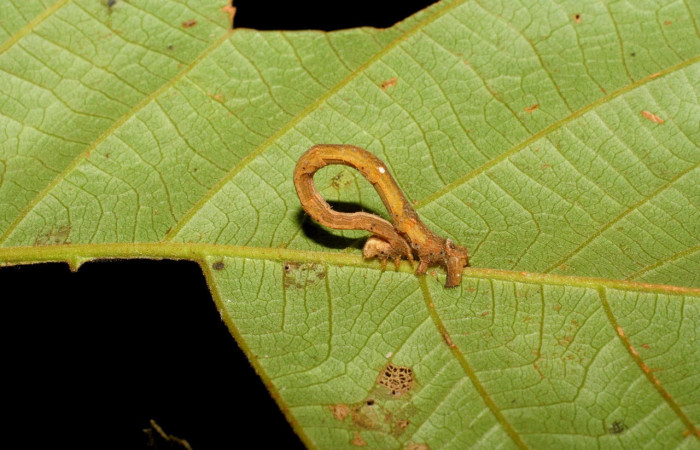 Fig.9. Larva de <i>Bryoptera subbrunnea</i>. Voucher : 07-SRNP-3643-DHJ429568.jpg.
