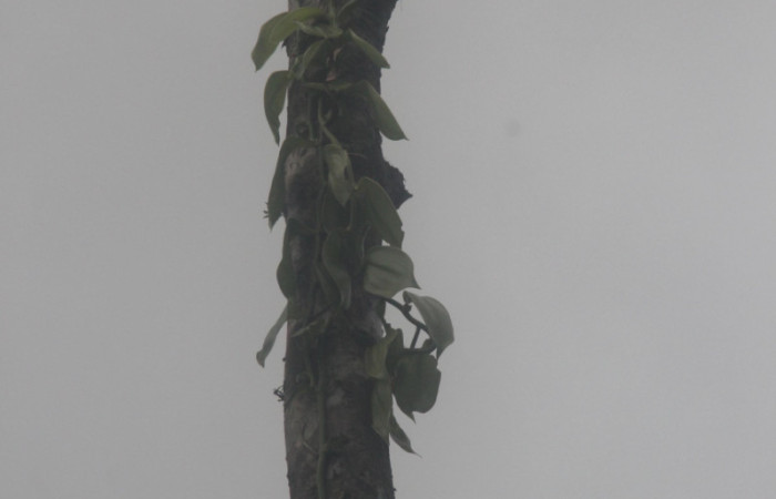 (Fig.01). Orchidaceae, <i>Vanilla costaricensis</i>, Area Conservación Guanacaste, Estación Pitilla, 29 Julio 2023, hábito de crecimiento epífito trepador. Fotografía: Calixto Moraga, 29 Julio 2023.