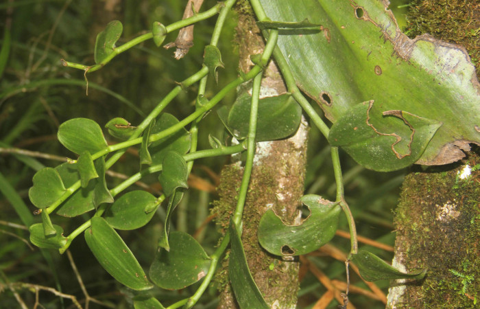 (Fig.02). Orchidaceae, <i>Vanilla costaricensis</i>, Area Conservación Guanacaste, Estación Pitilla, 29 Julio 2023, primer registro de la especie en el sitio. Fotografía: Calixto Moraga, 29 Julio 2023.