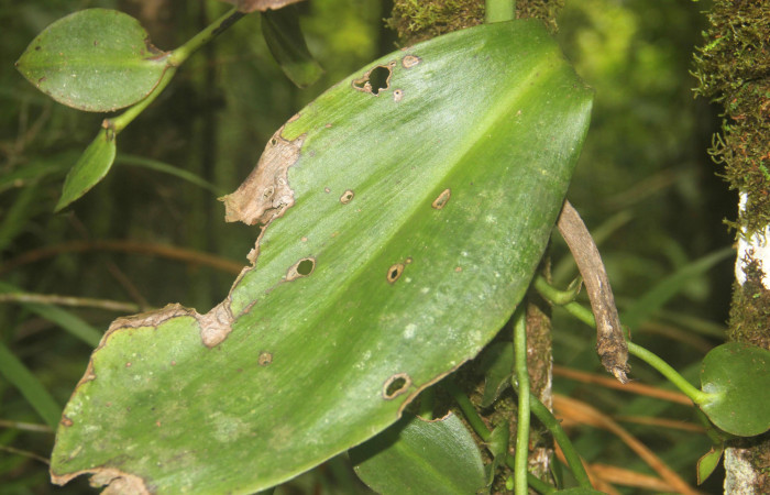 (Fig.03). Orchidaceae, <i>Vanilla costaricensis</i>, Area Conservación Guanacaste, Estación Pitilla, 29 Julio 2023, hoja con daños de algún herbívoro que comió parte de la hoja. Fotografía: Calixto Moraga, 29 Julio 2023.