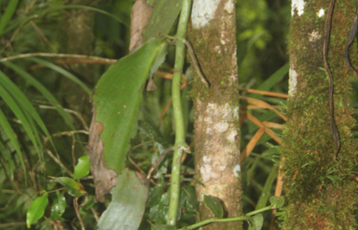 (Fig.05.) Orchidaceae, <i>Vanilla costaricensis</i>, Area Conservación Guanacaste, Estación Pitilla, 29 Julio 2023, muestra de cerca del tipo de crecimiento. Fotografía: Calixto Moraga, 29 Julio 2023.