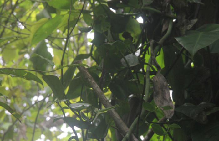 (Fig.06.) Orchidaceae, <i>Vanilla costaricensis</i>, Area Conservación Guanacaste, Estación Pitilla, 29 Julio 2023, muestra de su crecimiento de enrredadera. Fotografía: Calixto Moraga, 29 Julio 2023.