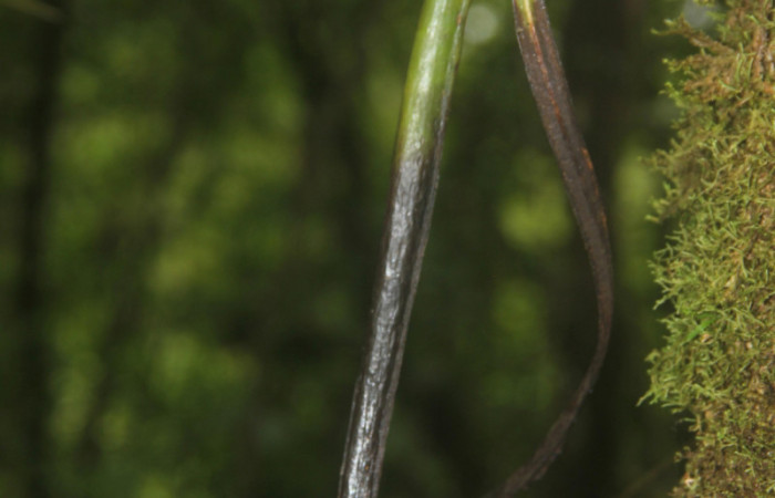 (Fig.07.) Orchidaceae, Area Conservación Guanacaste, Estación Pitilla, 29 Julio 2023, fruto de <i>Vanilla costaricensis</i>. Fotografía: Calixto Moraga, 29 Julio 2023.