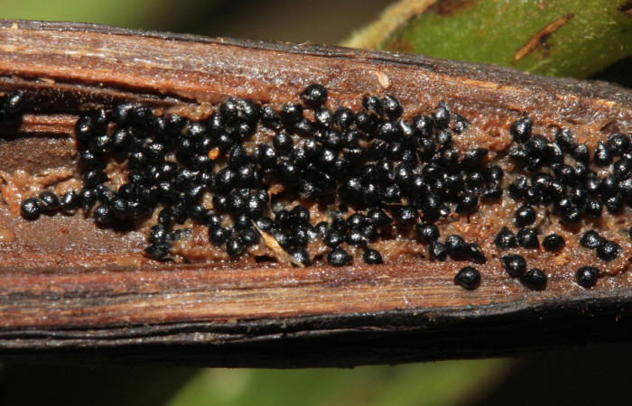 (Fig.08.) Orchidaceae, Area Conservación Guanacaste, Estación Pitilla, 29 Julio 2023, semillas y arilo de <i>Vanilla costaricensis</i>. Fotografía: Calixto Moraga, 29 Julio 2023.