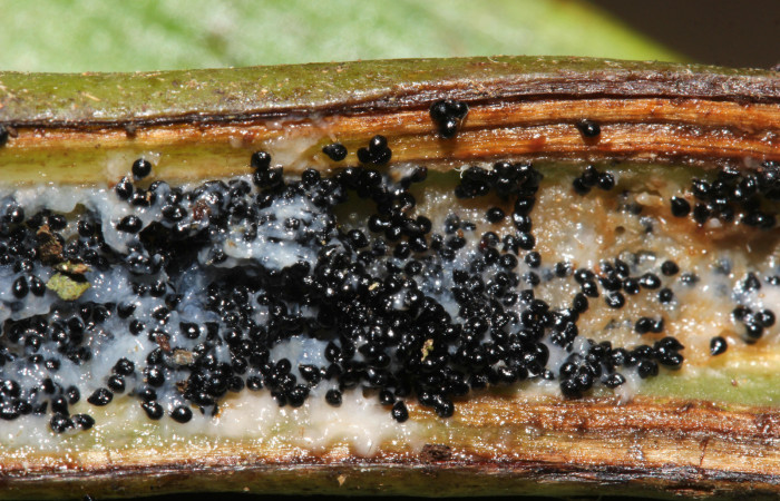 (Fig.09.) Orchidaceae, Area Conservación Guanacaste, Estación Pitilla, 29 Julio 2023, semillas de <i>Vanilla costaricensis</i>. Fotografía: Calixto Moraga, 29 Julio 2023.