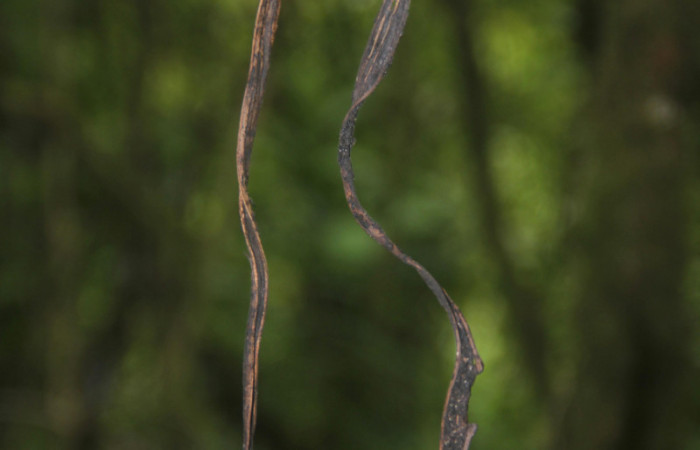 (Fig.10.) Orchidaceae, Area Conservación Guanacaste, Estación Pitilla, 29 Julio 2023, restos de frutos de <i>Vanilla costaricensis</i>. Fotografía: Calixto Moraga, 29 Julio 2023.