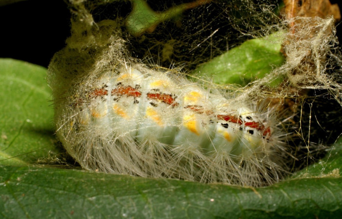 Fig. 4 Larva <i>Thagona tibialis</i>, Quebrada Tibio Perla, Sector Mundo Nuevo, 330m. 07-SRNP-58997-DHJ428997.jpeg