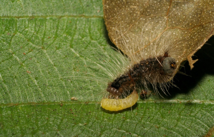 Fig. 6 Parasito de (Braconidae) salió de larva <i>Thagona tibialis</i>, mide 7mm. Quebrada tibio Perla, Sector Mundo Nuevo, 330m. 07-SRNP-59007-DHJ428998.jpg