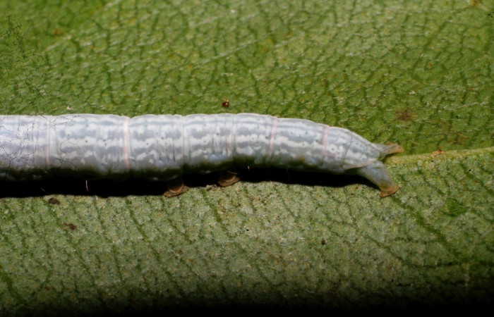   Fig.1  Larva <i> Deinopa fulvia</i>  último estadio , mostrando carácter de la familia Erebidae , último segmento bifurcado  o forma de Y. Voucher: 10-SRNP-67165-DHJ473362.jpg