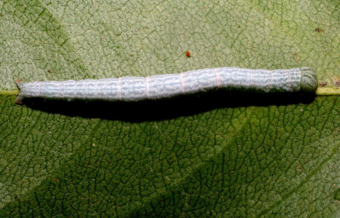   Fig.4  Larva  <i> Deinopa fulvia</i> parte dorsal.  Voucher: 10-SRNP-67165-DHJ473367.jpg.