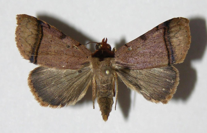 Fig.5 Adulto <i> Deinopa fulvia</i>  dorsal. Voucher: 06-SRNP-40319-DHJ334712.jpg