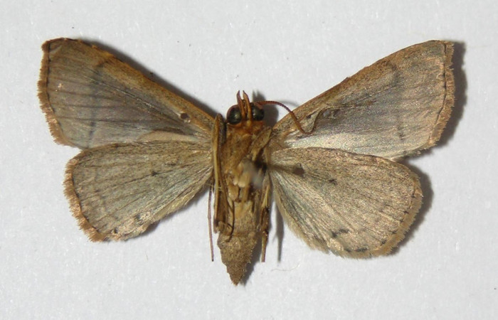 Fig.6 Adulto <i>Deinopa fulvia</i>  parte ventral. Voucher: 06-SRNP-40319-DHJ334713.jpg