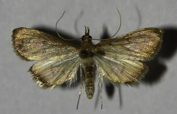 Figura 14. Adulto de <i>Triuncidia eupalusalis</i> (Crambidae). En posición dorsal, Voucher 12-SRNP-69209-DHJ578216.