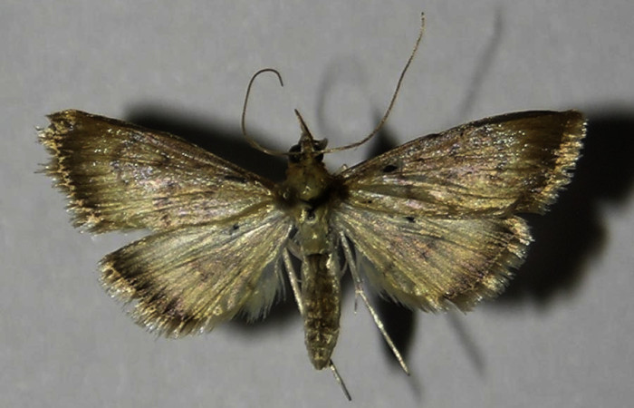 Figura 11. Adulto de <i>Triuncidia</i> eupalusalis (Crambidae). En posición dorsal, Voucher:12-SRNP-87007-DHJ570338.