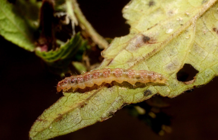 Figura 4. Larva <i>Triuncidia eupalusalis</i> (Crambidae). En posición dorsal, Voucher:14- SRNP-31847-DHJ802821.