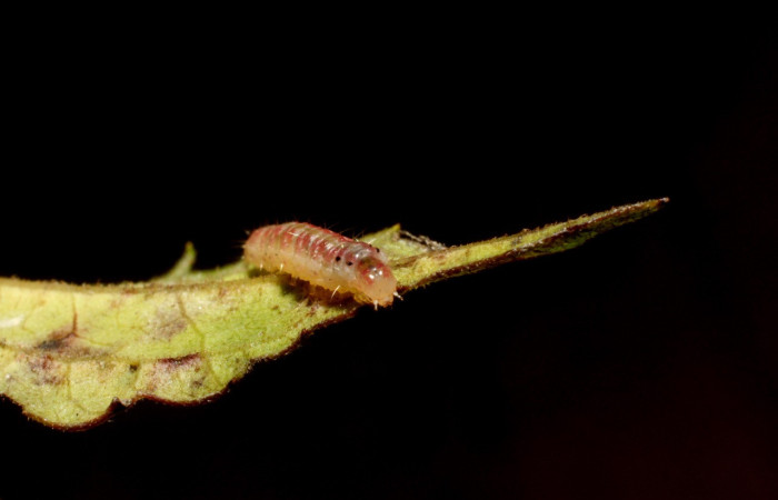 Figura 3. Larva <i>Triuncidia eupalusalis</i> (Crambidae). En posición frontal, Voucher: 14- SRNP-31847-DHJ802823.