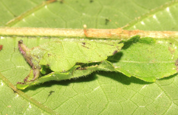 Figura 2. Casita de la larva <i>Triuncidia eupalusalis</i> (Crambidae). Voucher: 14-SRNP-31851- DHJ721485.
