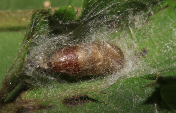 Figura 8. Capullo (Ichneumonidae) puestos en <i>Triuncidia eupalusalis</i> (Crambidae), Voucher:14- SRNP-31851-DHJ721486.