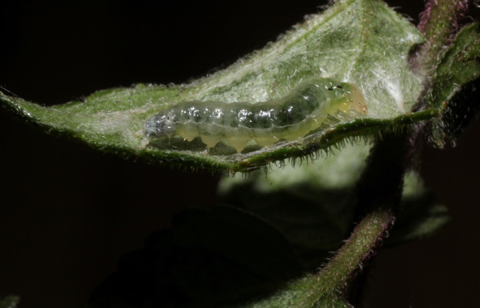 Figura 10. Larva <i>Triuncidia</i> eupalusalisDH02, Crambidae. En posición lateral, Voucher:14- SRNP-31857-DHJ802827.