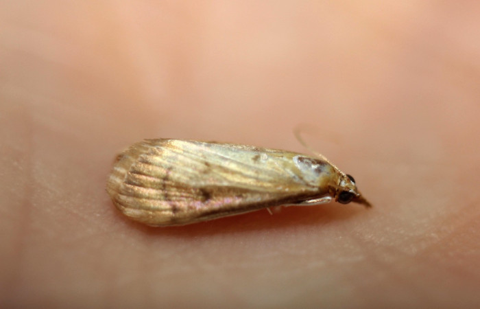 Figura 12. Adulto de <i>Triuncidia</i>  eupalusalis, Crambidae). En posición lateral, Voucher 14-SRNP-40595-DHJ591035.