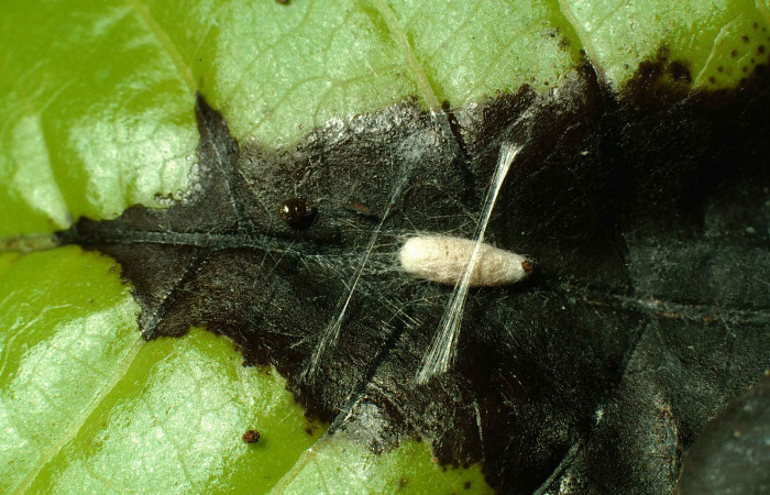 Figura 13. Capullo de (Braconidae) <i>Zacremnops coatlicue</i> ( parásito de <i>Syllepte belialis</i> ( (Crambidae). Voucher  00-SRNP-7975-DHJ53326.jpg.