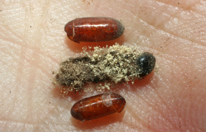 Figura 14. Puparios de (Tachinidae) <i>Hyphantrophaga </i> (Wood01DHJ02 parásito de <i>Syllepte belialis</i> ( (Crambidae) 08-SRNP-12916-DHJ462216.jpg.