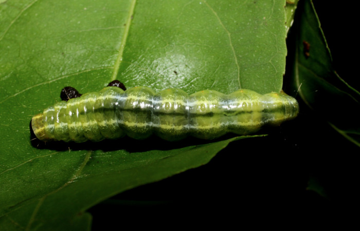 Figura 3. <i>Syllepte belialis</i> ( (Crambidae) último estadio, posición dorsal, Sector La Perla, La Perla. Voucher 10-SRNP-55340-DHJ473221.jpg.