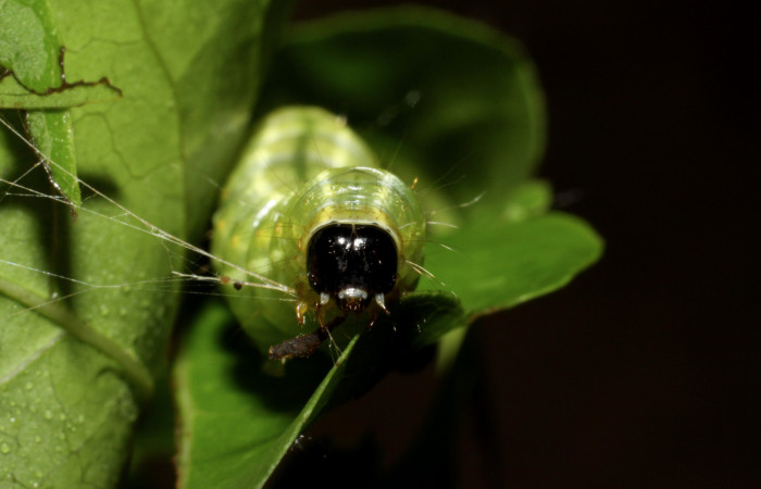 Figura 4. <i>Syllepte belialis</i> ( (Crambidae) último estadio, posición frontal, Sector La Perla, La Perla. Voucher 10-SRNP-55340-DHJ473224.jpg.