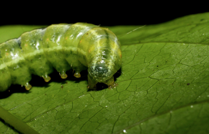 Figura 5. <i>Syllepte belialis</i> ( (Crambidae) último estadio, posición dorsal, Sector La Perla, La Perla. Voucher 10-SRNP-55340-DHJ473225.jpg.
