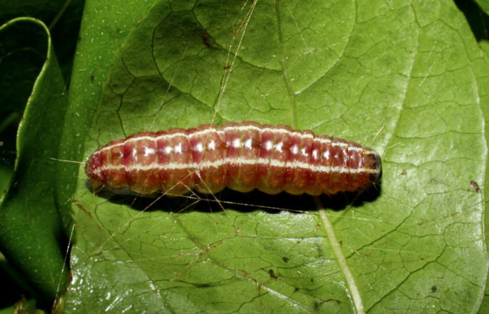 Figura 6. Prepupa de <i>Syllepte belialis</i> ( (Crambidae) posición dorsal, Sector Santa Rosa, Cafetal. Voucher 10-SRNP-55345-DHJ473228.jpg.