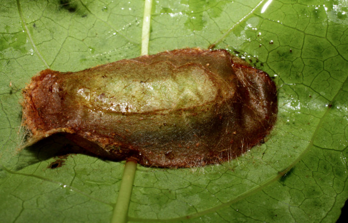 Figura 7. Prepupa de <i>Syllepte belialis</i> (Crambidae), Sector La Perla, La Perla. Voucher 10-SRNP-55349-DHJ473235.jpg.