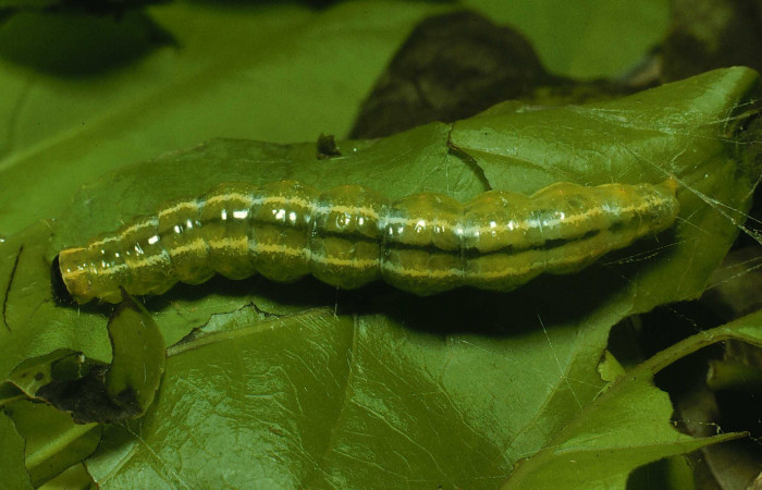 Figura 1. <i>Syllepte belialis</i> ( (Crambidae) último estadio, posición dorsal, Sector Santa Rosa, Cafetal. 91-SRNP-468-DHJ14102.jpg.
