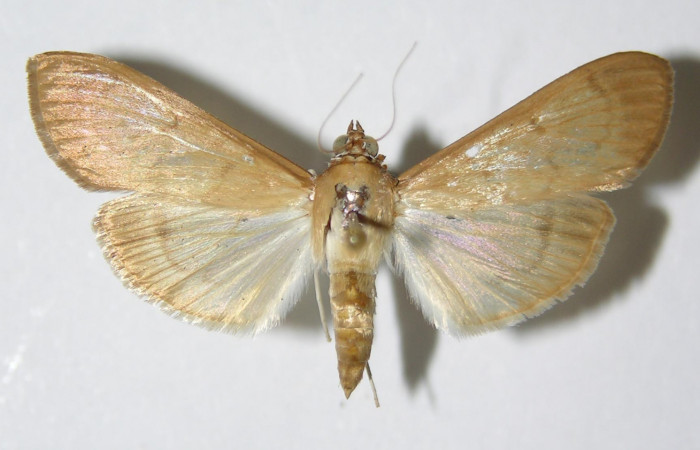 Figura 9. Adulto hembra de <i>Syllepte belialis</i> ( (Crambidae) posición dorsal. Voucher 91-SRNP-498-DHJ331884.jpg.
