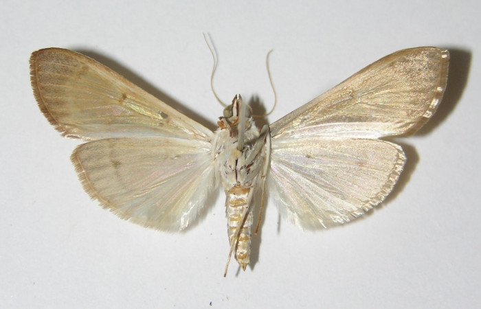 Figura 10. Adulto hembra de <i>Syllepte belialis</i> ( (Crambidae) posición ventral. Voucher 91-SRNP-498-DHJ331885.jpg.