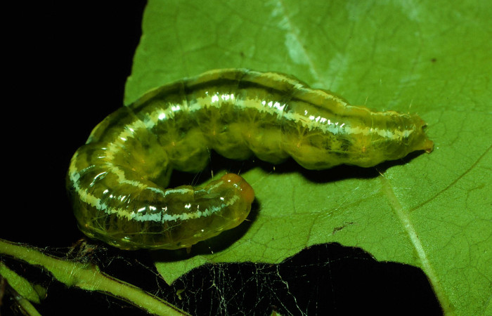 Figura 2. <i>Syllepte belialis</i> ( (Crambidae) último estadio, posición dorsal, Sector Santa Rosa, Cafetal. Voucher 92-SRNP-1136-DHJ15107.jpg.