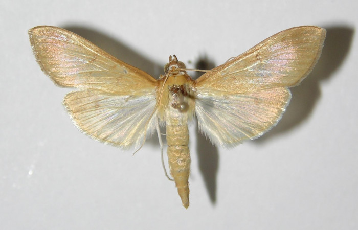 Figura 11. Adulto macho de <i>Syllepte belialis</i> ( (Crambidae) posición ventral. Voucher 92-SRNP-2373-DHJ331880.jpg.