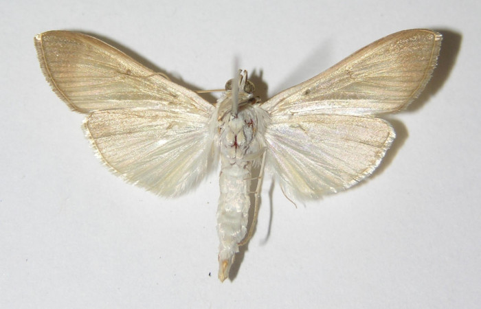 Figura 12. Adulto hembra de <i>Syllepte belialis</i> ( (Crambidae) posición ventral. Voucher 92-SRNP-2373-DHJ331881.jpg.
