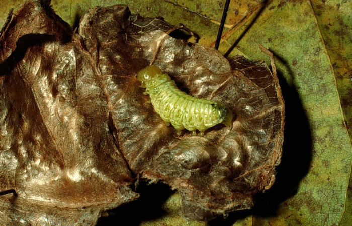 Figura 8. Prepupa de <i>Syllepte belialis</i> ( (Crambidae) posición dorsal lateral, Sector Santa Rosa, Cafetal. Voucher 92-SRNP-4173.1-DHJ16413.jpg.