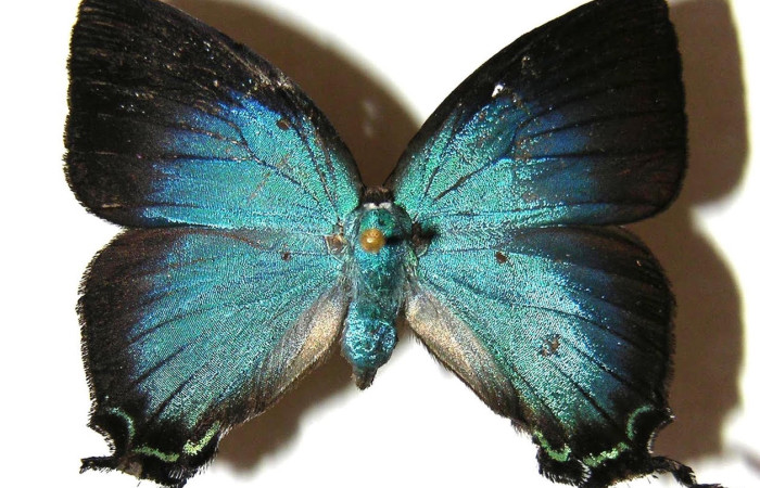 Figura 9. Adulto <i>Denivia augustula</i> (Lycaenidae). Área de Conservación Guanacaste, Sector Santa Rosa. 02-SRNP-9618-DHJ362906.